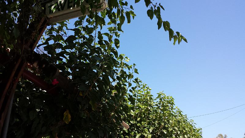 20130830_112811.jpg - Mulberry trees in full growth.